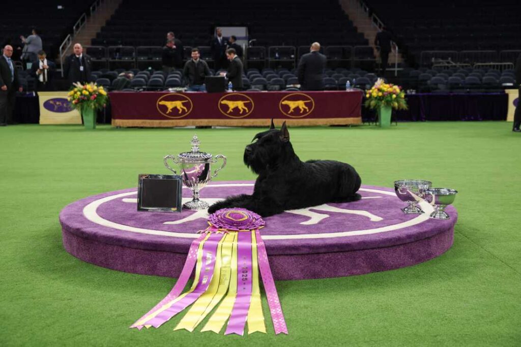 westminster dog show winners