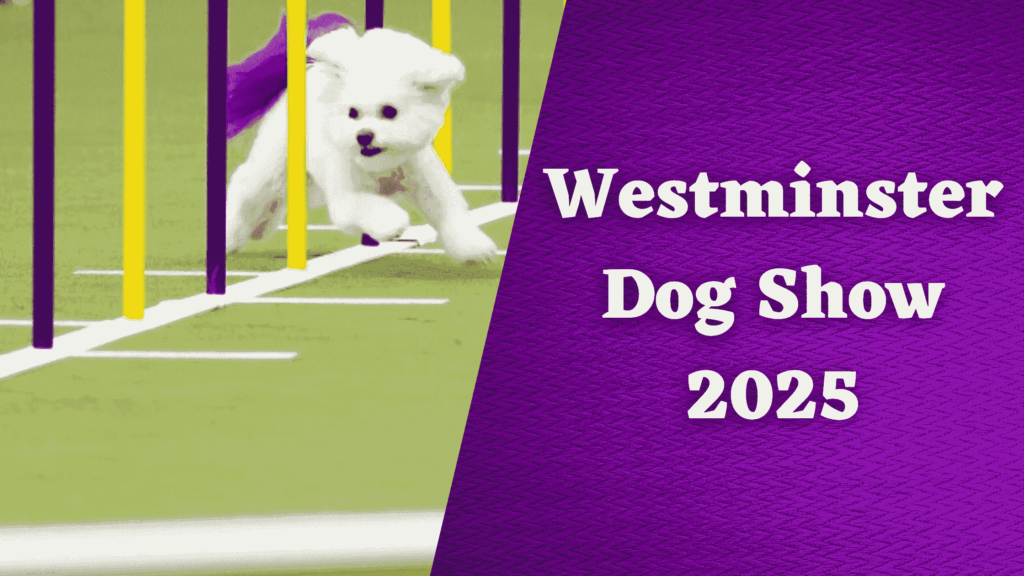 The Best Dog Show in the World: Westminster Dog Show 2025